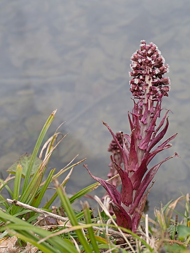 Petasites hybridus  (Asteraceae)